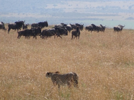 safari-barato-kenia