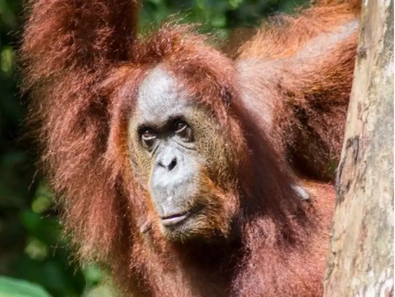 viajes-a-borneo-grupal