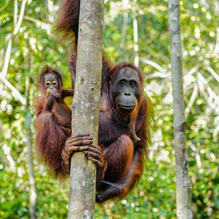 orangutan borneo